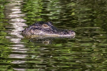 Alligators gather in the Louisiana Swamps