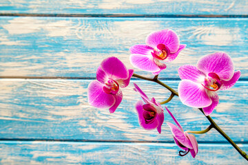 A branch of purple orchids on a blue wooden background