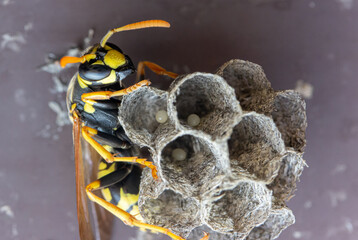 The wasp queen builds a nest under the roof of the house