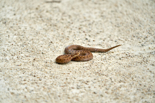 Vip&egrave;re aspic sur le sable .