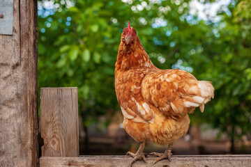 brown hen looking at camera in the farm yard. Chickens. Free Range Cock and Hens