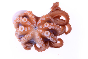 Octopus on a white background
