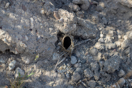 Photography of tarantula spider nest