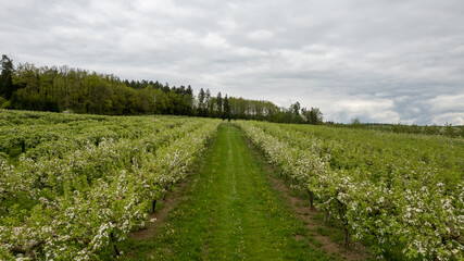 Fototapeta na wymiar Flowering apple orchard