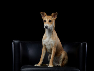 Dog on a black chair is sitting. Mix breed, nice puppy on black background
