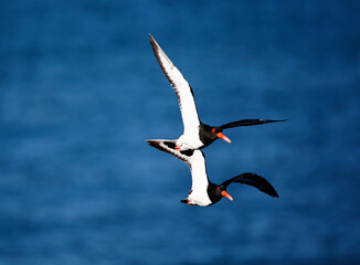 Oystercatchers along the coast