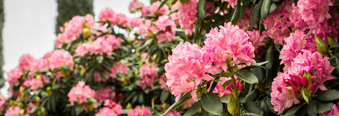 Fototapeta na wymiar banner. Beautiful blooming pink Azalea - flowering shrubs in the genus Rhododendron. Pink, summer flower background