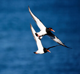 Oystercatchers along the coast
