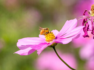 ピンクのコスモスにミツバチ