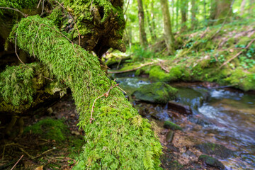 Camping im Schwarzwald