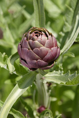 Purple artichoke growing in a field
