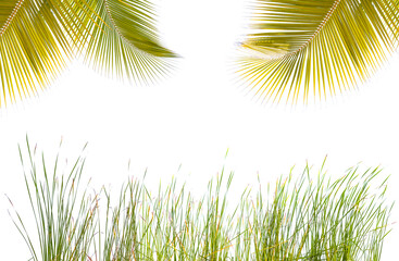 Fototapeta na wymiar Cadre végétal, herbes et palmes, fond blanc 