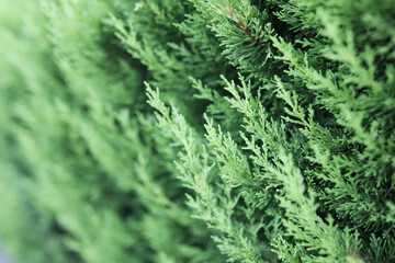Thuja hedge and choice of desired variety