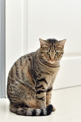 Curious pose cat with white scene, Mackerel tabby cat.