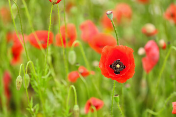 Beautiful poppy flowers in field
