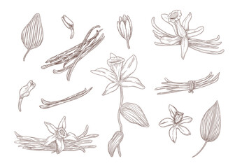 Fototapeta premium Set of engraving monochrome drawings of vanilla. Flat vector botanical illustration. Bundle of vintage blossoming flowers and etching leaves isolated in white background. Plant, nature, food concept