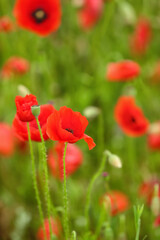 Naklejka premium Beautiful poppy flowers in field