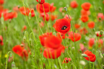 Beautiful poppy flowers in field