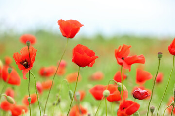 Fototapeta premium Beautiful poppy flowers in field