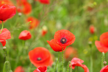 Beautiful poppy flowers in field