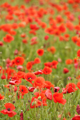 Fototapeta na wymiar Beautiful poppy flowers in field