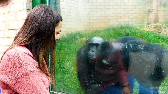 People  were watching chimps behind the glass, then chimpanzee mother with a baby came near the window to show her young, male came close to his family too; happy smiling woman interacting with naught