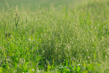 different herbs in the meadow in summer