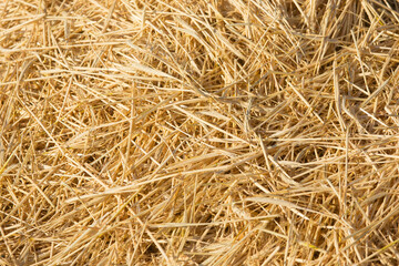 summer straw texture on the field