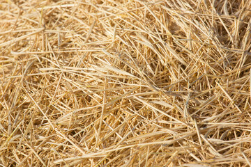 summer straw texture on the field