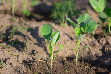 young cabbage in the beds in the garden