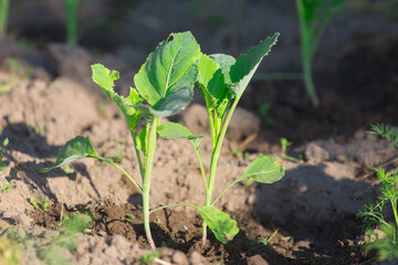 young cabbage in the beds in the garden