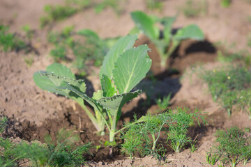 young cabbage in the beds in the garden