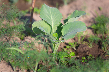 young cabbage in the beds in the garden