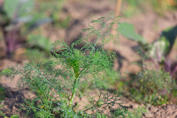 Obraz premium young dill in the beds in the garden