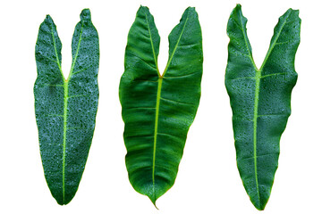 Set of Philodendron Billietiae leaves isolated on white background © yotrakbutda