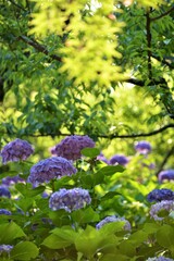 アジサイと新緑