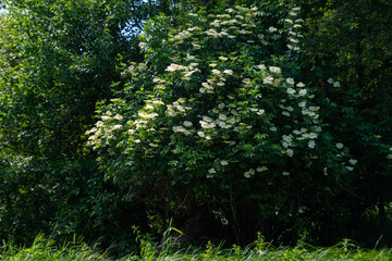 elderflower blooming in summer nature