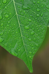 water droplets on leaves.