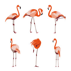 Orange red-yellow and pink flamingo set. Exotic tropical bird in different poses for decorative textile fabric design and patterns. Flamingocollection Isolated on white