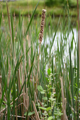 Verblühter Pompesel mit Schilf