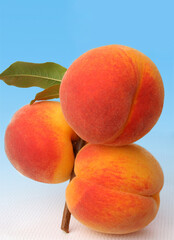 Three large peaches on a cut branch of a tree. The fruit was shot in a studio with a light blue background. 