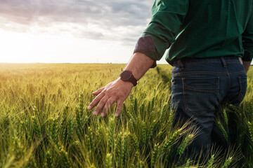 Close up of farmer hand in wheat field.