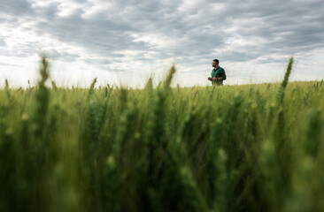 Naklejka na ściany i meble Farmer standing in wheat field examining crop.