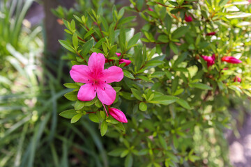 pink azalea in the garden