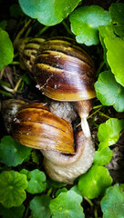 Breeding of snails