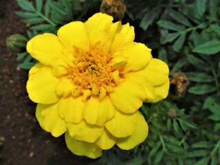 黄色のマリーゴールド