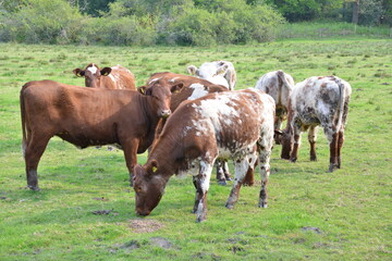 Naklejka na ściany i meble Cows in the Lake District