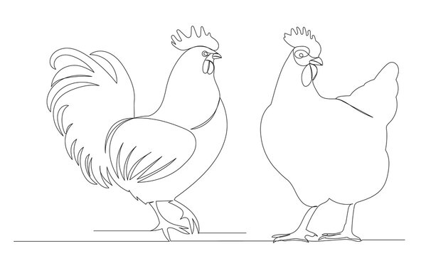 chicken, rooster one continuous line drawing, isolated, vector