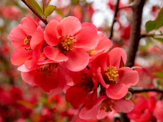 Obraz premium close up blossom tree branches