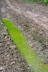 Pfütze auf einem Feldweg. Die Reifenspur ist mit Wasser vollgelaufen und grün mit Algen.